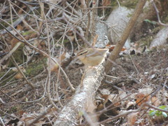 Urosphena squameiceps