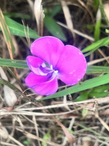 Vigna vexillata iNat (2)