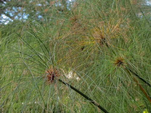 Cyperaceae image