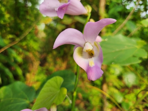 Eulophia bouliawongo