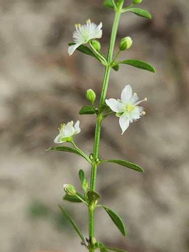 Licorice Weed