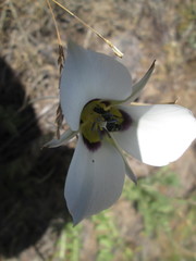 Calochortus bruneaunis
