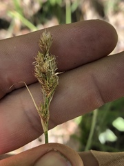 Carex fracta