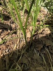 Carex fracta