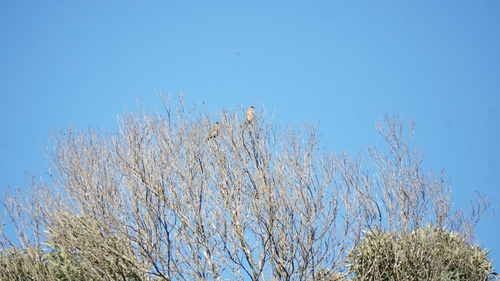 Cinnamon Tanager (Schistochlamys ruficapillus), photo 2