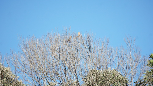 Cinnamon Tanager (Schistochlamys ruficapillus), photo 3