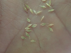 Carex fracta