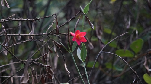 Calolisianthus pedunculatus (Calolisianthus pedunculatus)