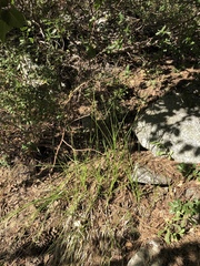 Carex fracta