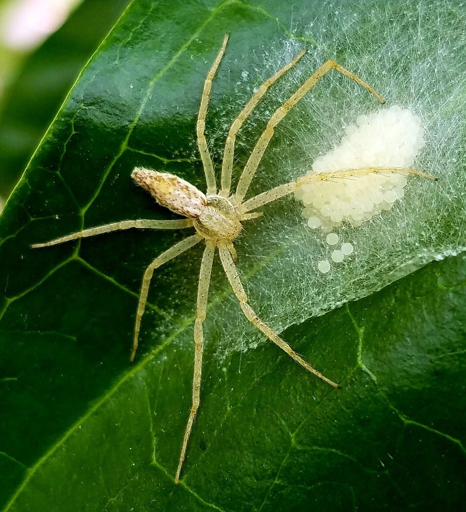 running crab spiders