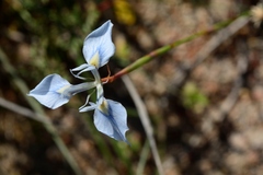 Moraea tripetala