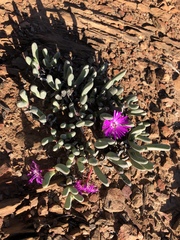 Brianhuntleya intrusa