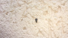 Ebaeus