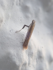Aspilapteryx tringipennella