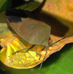 Piezosternum calidum