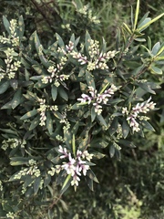 Leucopogon australis