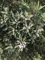 Leucopogon australis