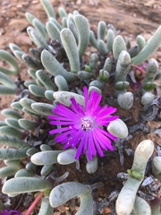 Brianhuntleya intrusa