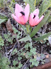 Babiana blanda