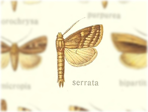 Poeonoma serrata