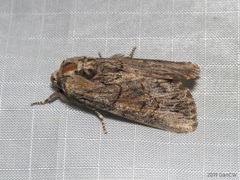 Stictopterinae