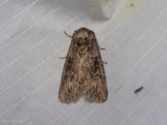 Stictopterinae