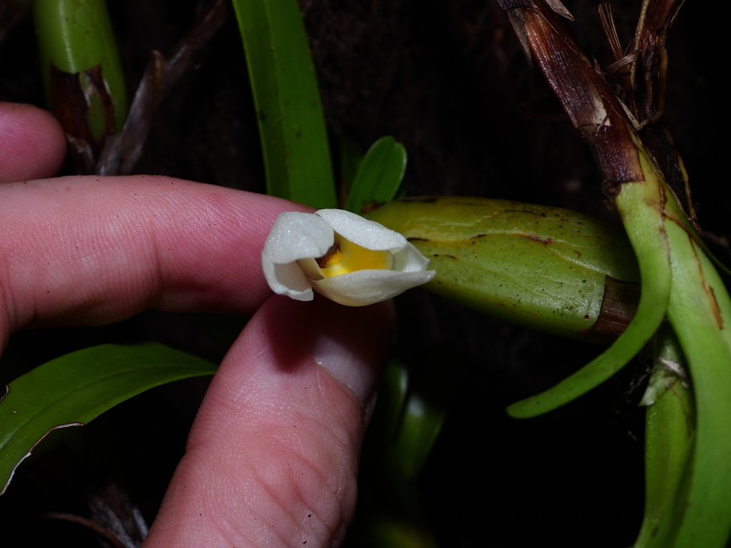 Foto de Orquídea-amarela