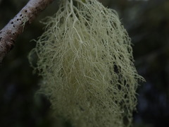 Ramalina australiensis
