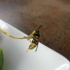 Vespula germanica