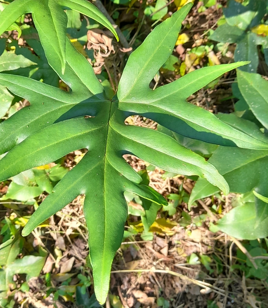 Hemionitis nobilis