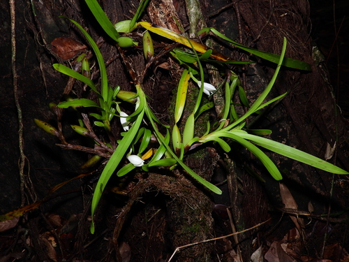 Foto de Orquídea-amarela