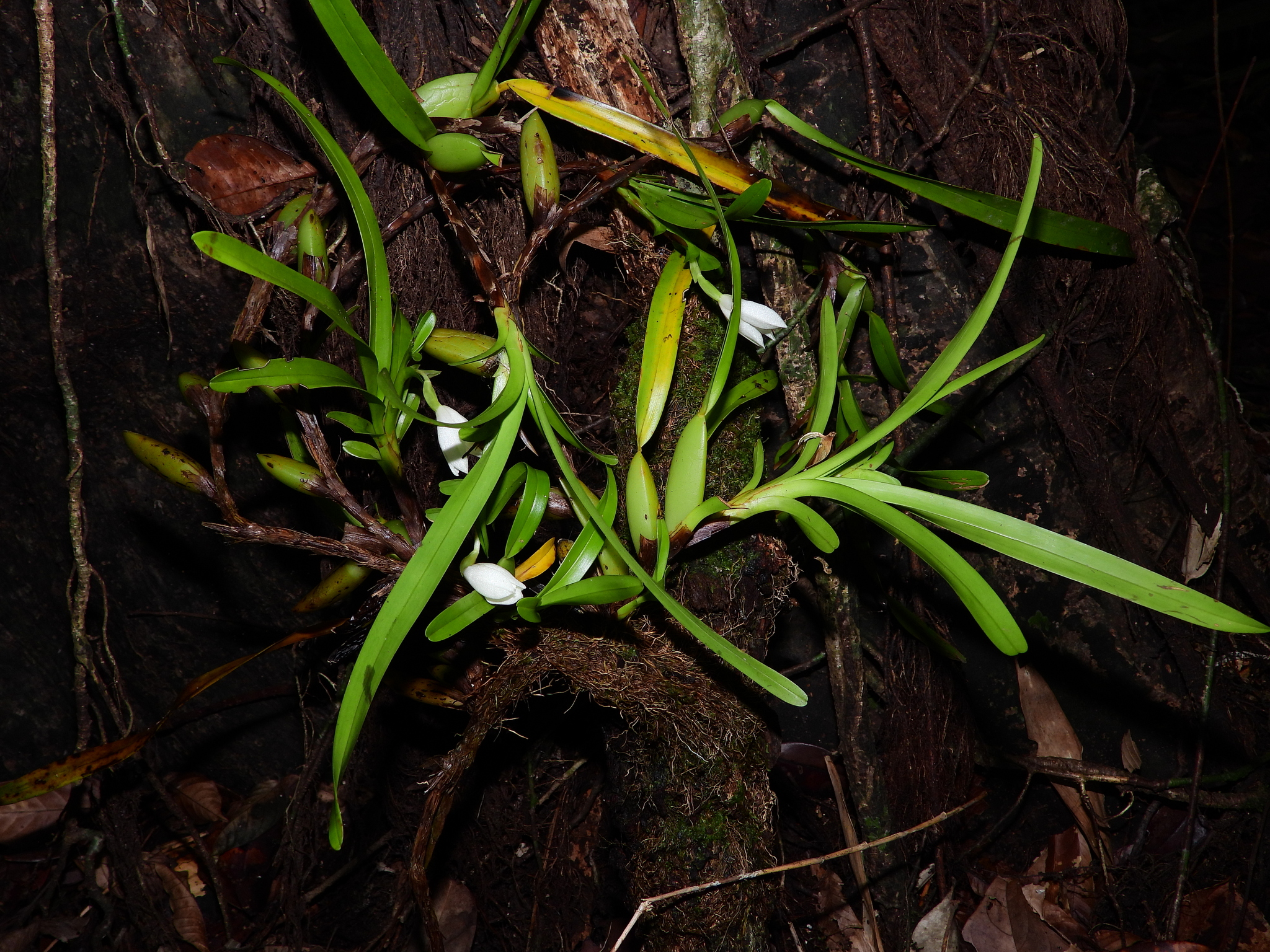 Imagem de Orquídea-amarela