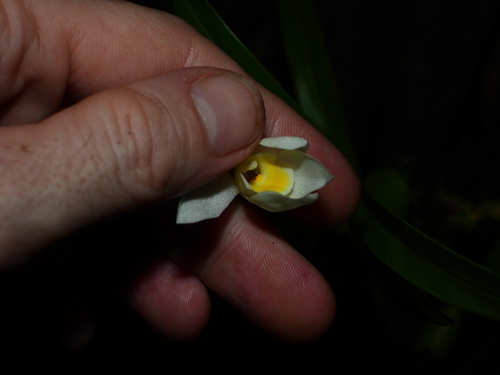 Foto de Orquídea-amarela