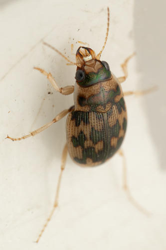 Toothed Round Sand Beetle photo 5