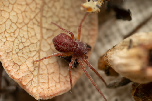Philodromus verityi