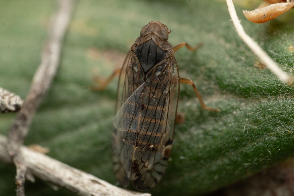 Platycixius calvus