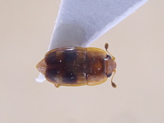 Epuraea ocularis