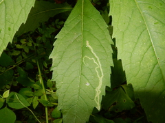 Nepticuloidea