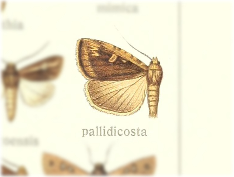 Busseola pallidicosta