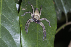 Thelcticopis severa