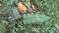 Stegnogramma wilfordii