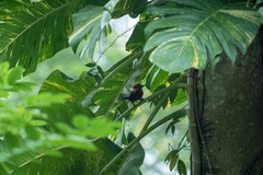 Chrysophlegma miniaceum