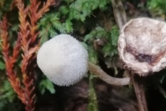 Tympanella galanthina