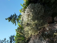 Cladonia arbuscula mitis