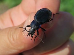 Carabus regalis