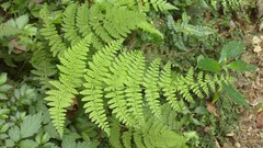 Dryopteris peranema