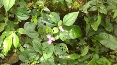 Sarcopyramis napalensis