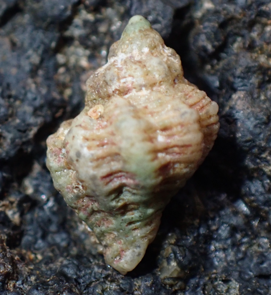 Coralliophila nux