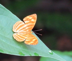 Chersonesia rahria