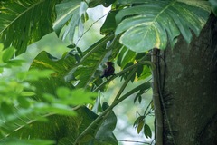 Chrysophlegma miniaceum